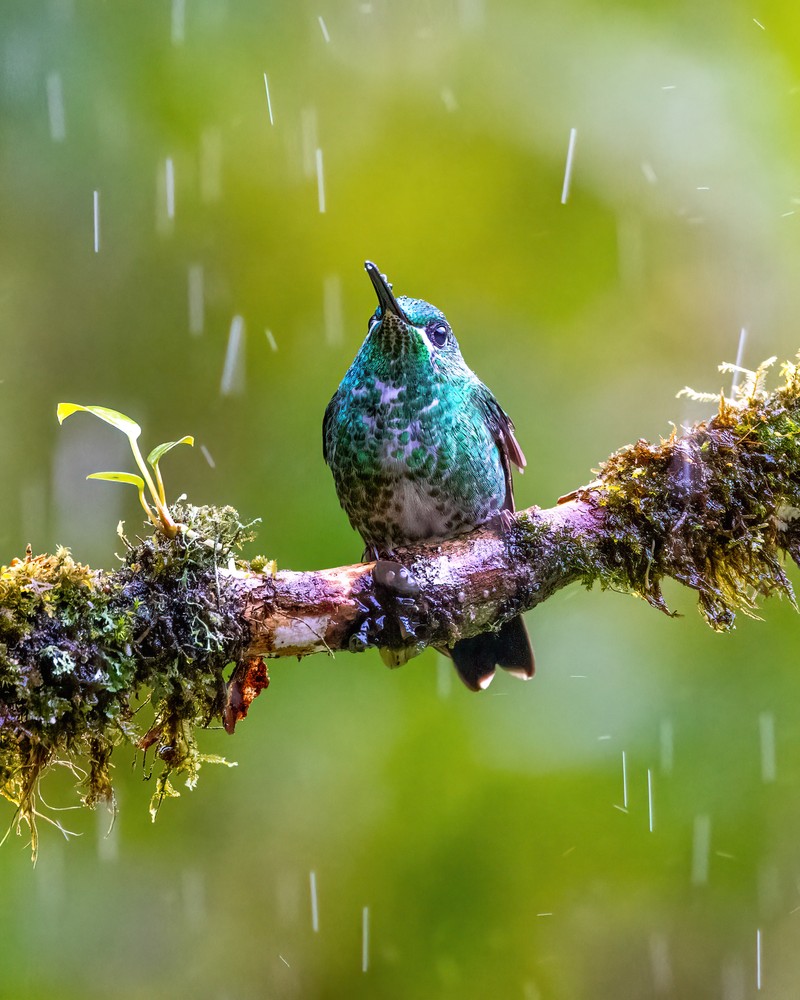 Woodpeckers, Hummingbirds - TexasPhotoman.com